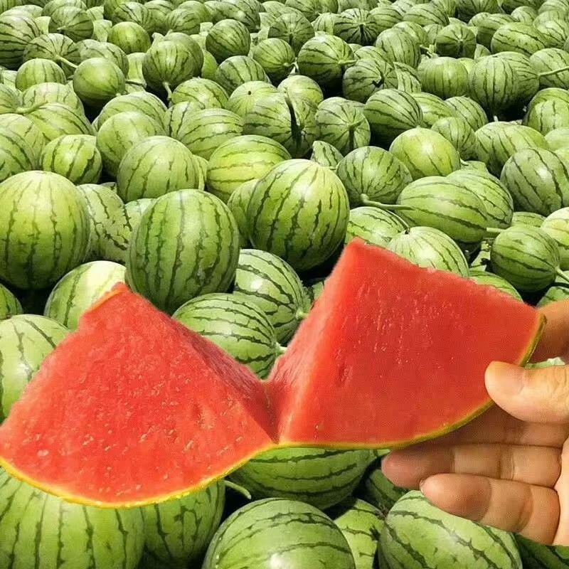 Sweet Fresh Watermelon Commonly Cultivated for Maximum Flavor