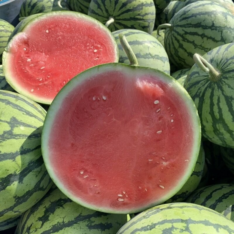 Sweet Fresh Watermelon Commonly Cultivated for Maximum Flavor