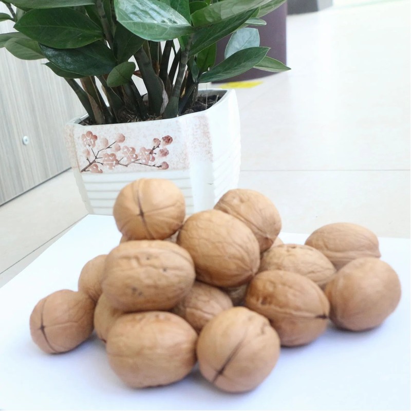 Premium Washed Inshell Walnuts Wholesale Factory Direct Supplier 185 33