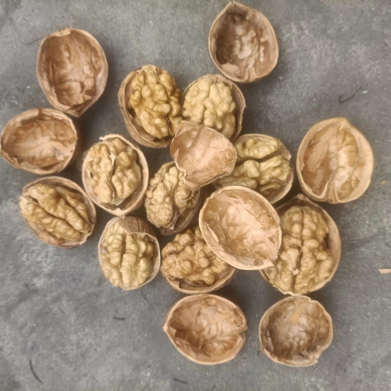 Premium Washed Inshell Walnuts Wholesale Factory Direct Supplier 185 33