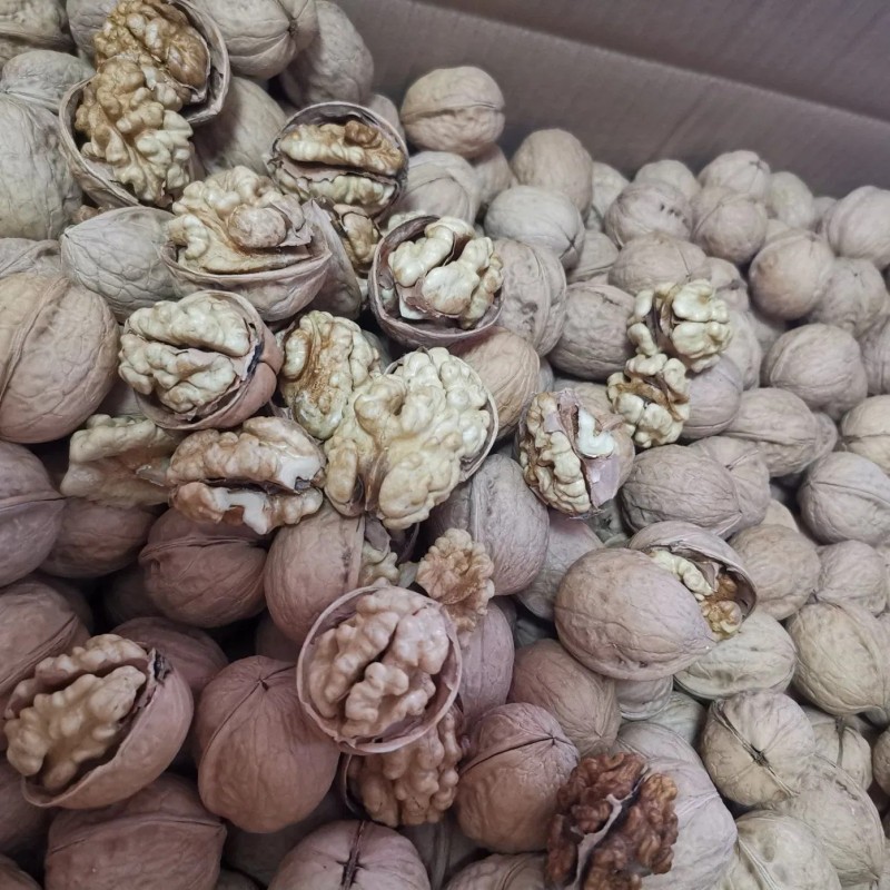 Premium Washed Inshell Walnuts Wholesale Factory Direct Supplier 185 33