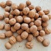 Premium Washed Inshell Walnuts Wholesale Factory Direct Supplier 185 33