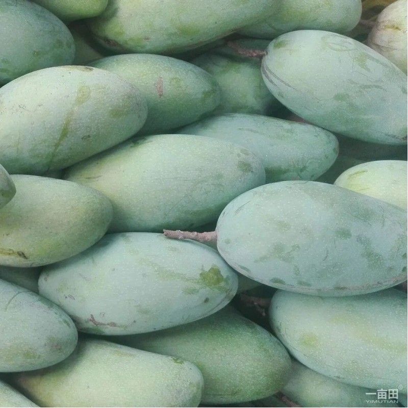 Dried Mango Fresh Soft Mango Dried