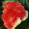 Watermelon Sweet Fresh and Delicious Ideal for Desserts
