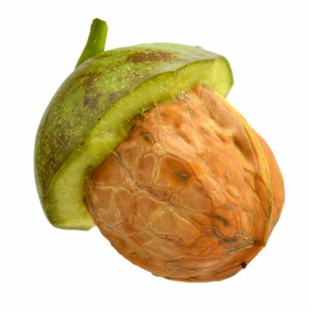 Chinese Inshell 185/33/Xiner 2 Walnuts Wholesale Price