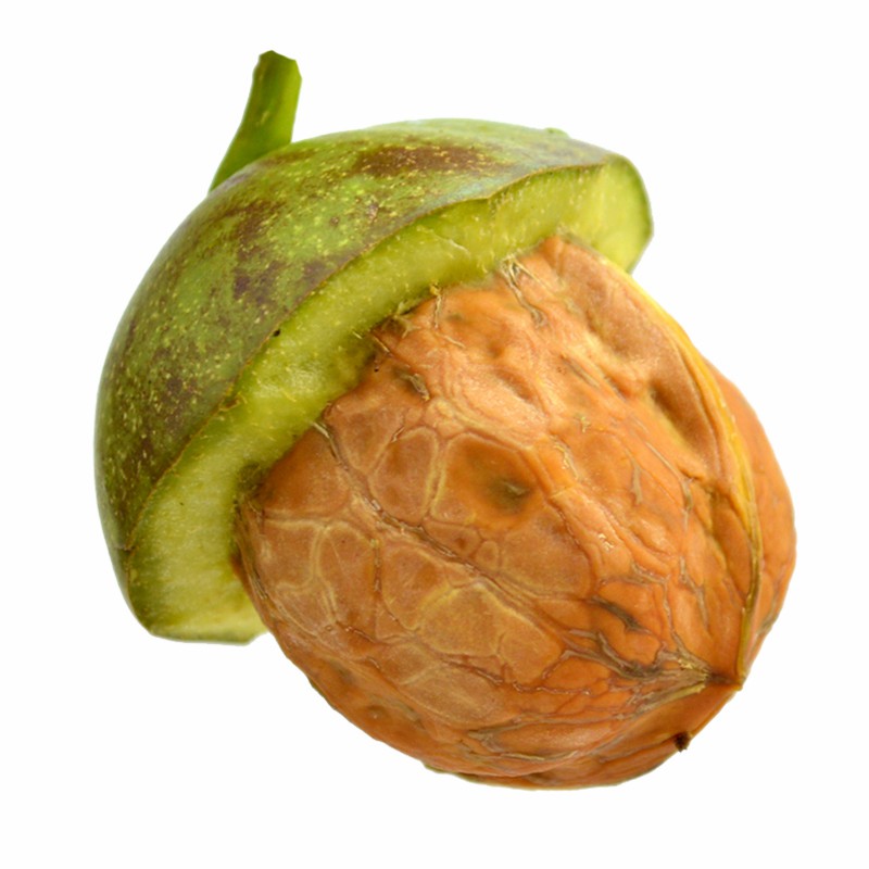 Chinese Inshell 185/33/Xiner 2 Walnuts Wholesale Price