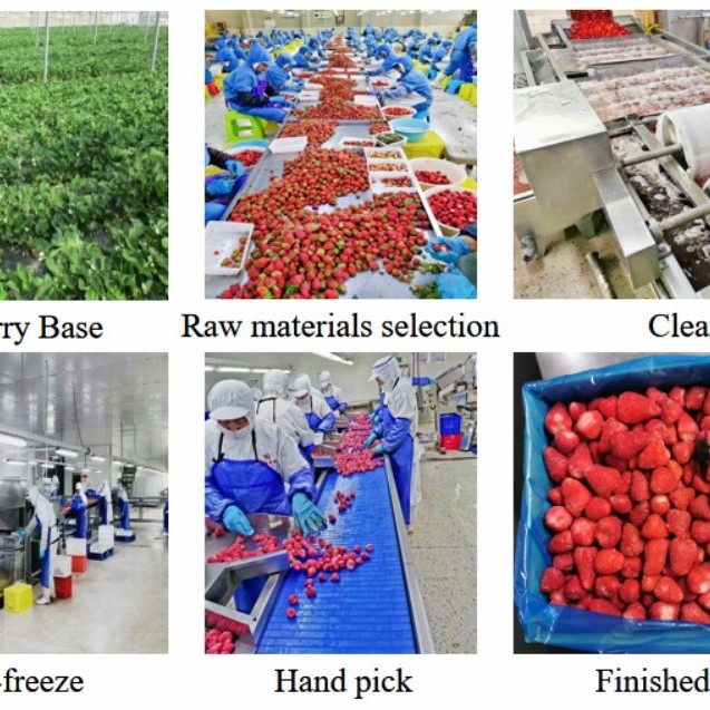 2024 Crop Whole Red FUJI Apple Green Qinguan Gala Huaniu Jiguan Dallo Apple