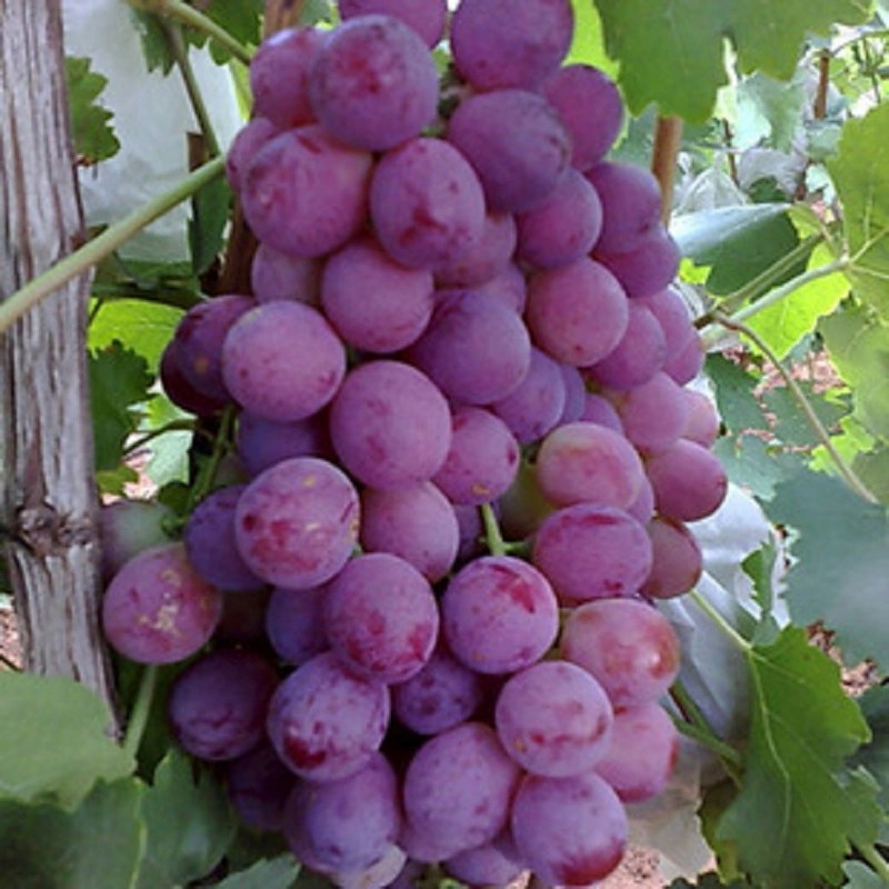 Red Globe New Crop Fresh Red Grapes