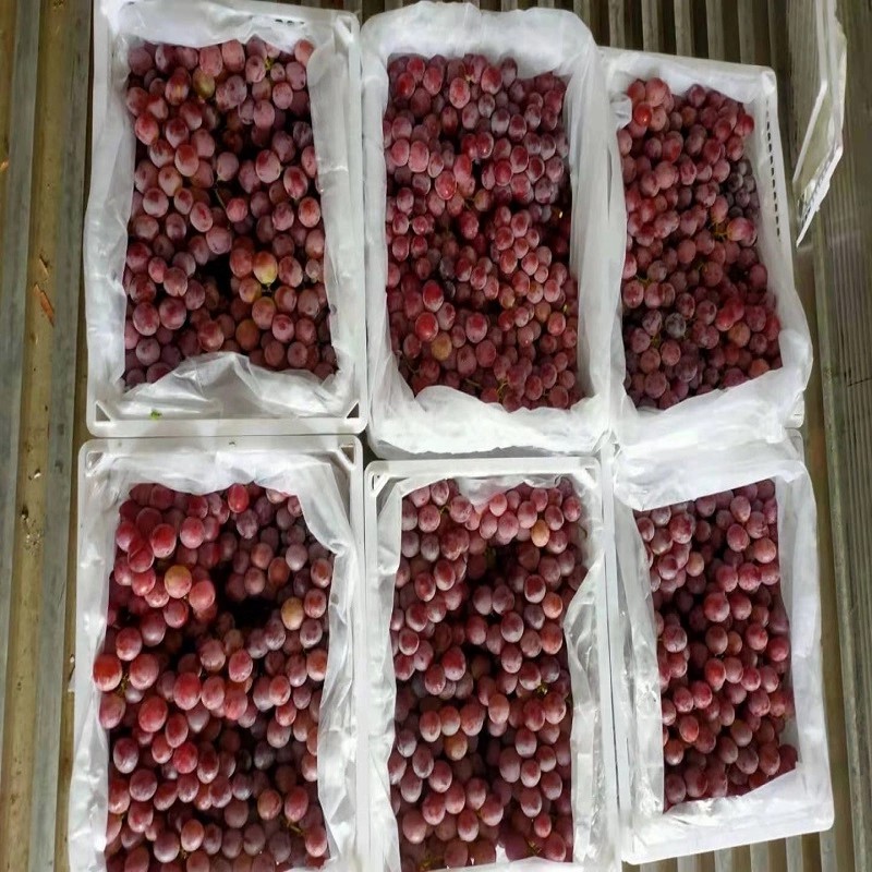 Red Globe New Crop Fresh Red Grapes