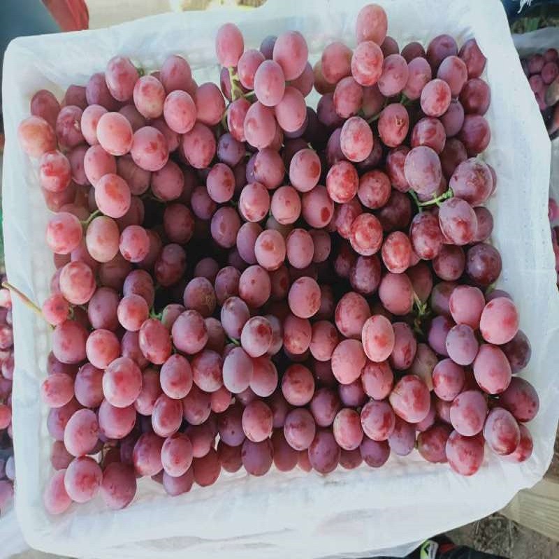 Red Globe New Crop Fresh Red Grapes