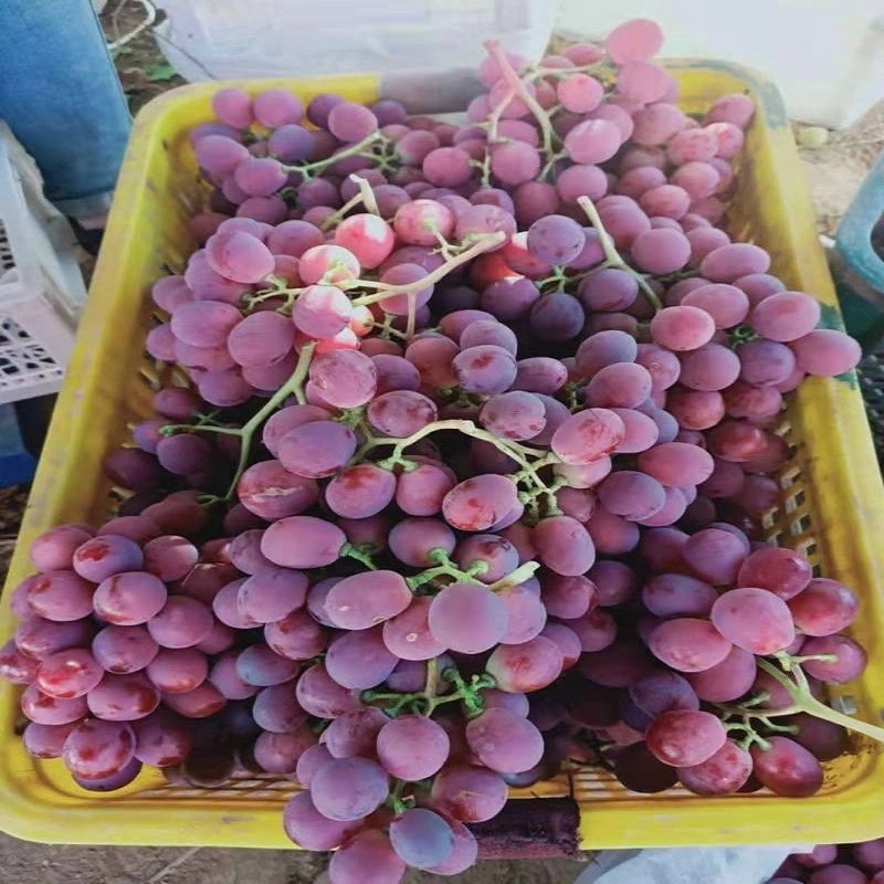 Red Globe New Crop Fresh Red Grapes