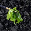 Dried Wakame Seaweed for Miso Soup Packaged in a Bag