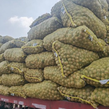 High-Protein Low-Fat Healthy Walnuts Xinfeng Walnut Kernels