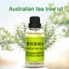 Wholesale 100% Organic Tea Tree Oil Essential Oil Manufacturer