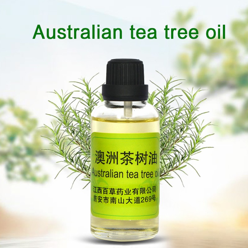 Wholesale 100% Organic Tea Tree Oil Essential Oil Manufacturer