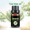 Wholesale 100% Organic Tea Tree Oil Essential Oil Manufacturer