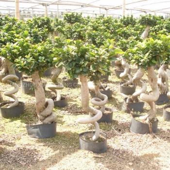 Ficus Bonsai Outdoor Garden Plant