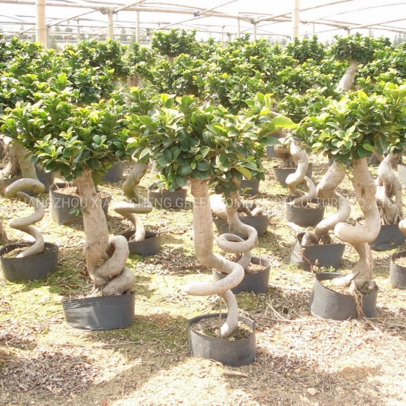 Ficus Bonsai Outdoor Garden Plant