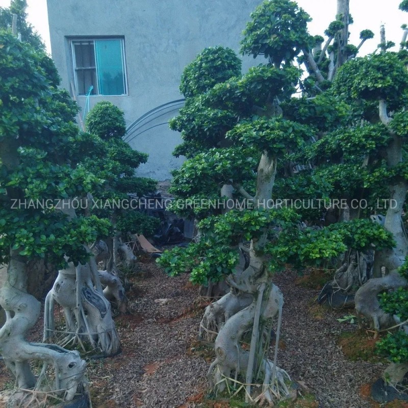 Ficus Bonsai Outdoor Garden Plant