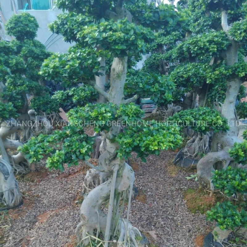 Ficus Bonsai Outdoor Garden Plant