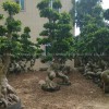 Ficus Bonsai Outdoor Garden Plant
