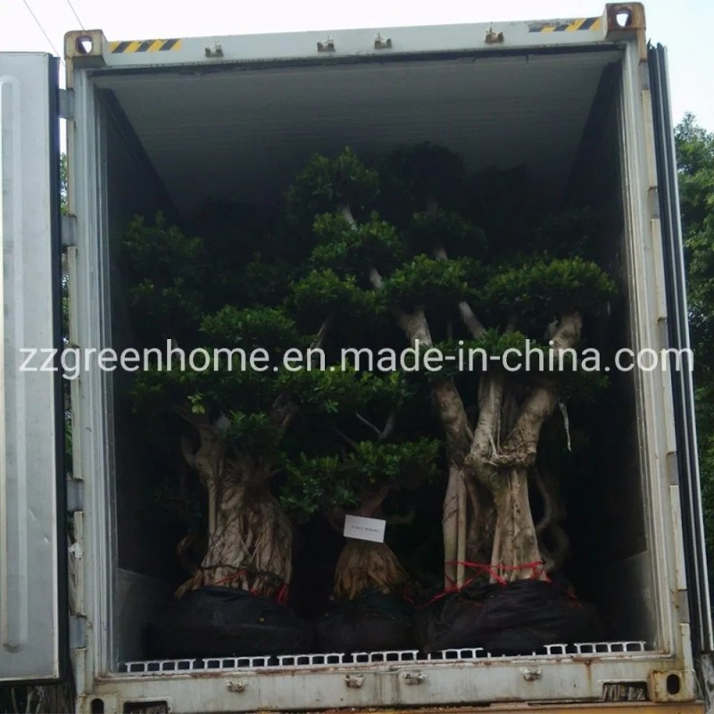 Ficus Bonsai Outdoor Garden Plant