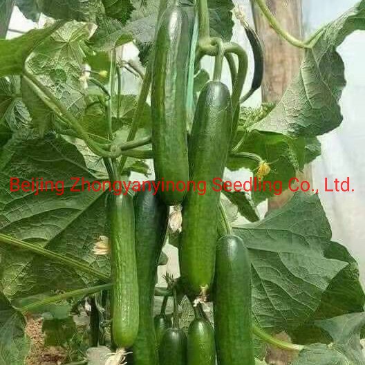 Multi Fruits High Yield Hybrid Cucumber Seeds for Growing