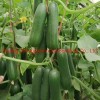 Multi Fruits High Yield Hybrid Cucumber Seeds for Growing