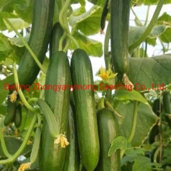 Multi Fruits High Yield Hybrid Cucumber Seeds for Growing