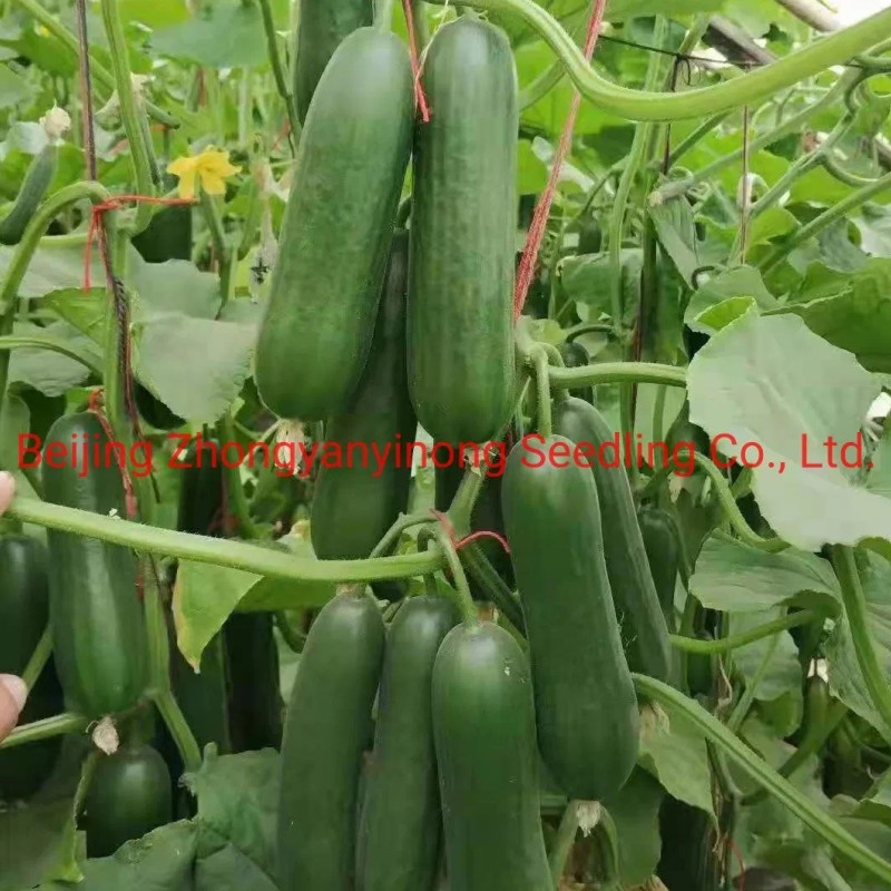Multi Fruits High Yield Hybrid Cucumber Seeds for Growing