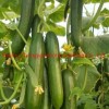 Multi Fruits High Yield Hybrid Cucumber Seeds for Growing