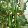 Multi Fruits High Yield Hybrid Cucumber Seeds for Growing