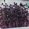 Naturix Purple Radish Seeds Microgreen Seeds for Growing