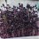 Naturix Purple Radish Seeds Microgreen Seeds for Growing