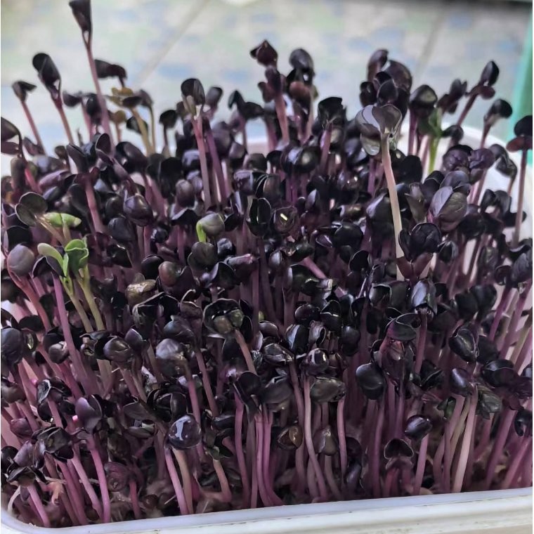 Naturix Purple Radish Seeds Microgreen Seeds for Growing