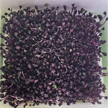 Naturix Purple Radish Seeds Microgreen Seeds for Growing