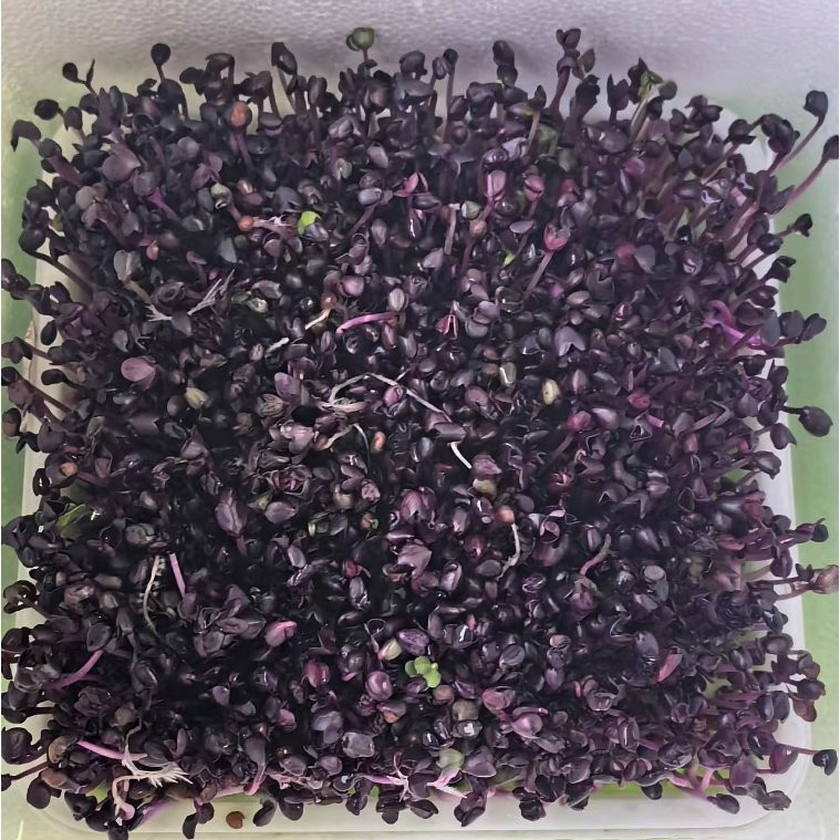 Naturix Purple Radish Seeds Microgreen Seeds for Growing