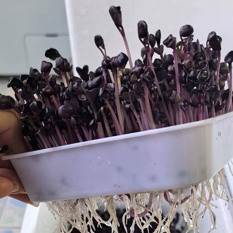 Naturix Purple Radish Seeds Microgreen Seeds for Growing