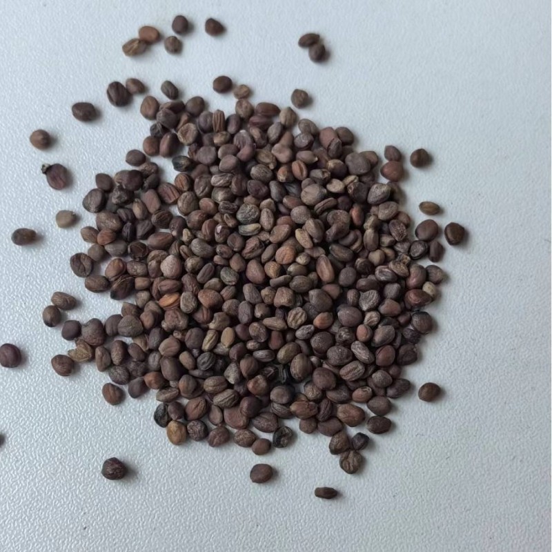 Naturix Purple Radish Seeds Microgreen Seeds for Growing