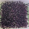 Naturix Purple Radish Seeds Microgreen Seeds for Growing