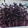 Naturix Purple Radish Seeds Microgreen Seeds for Growing