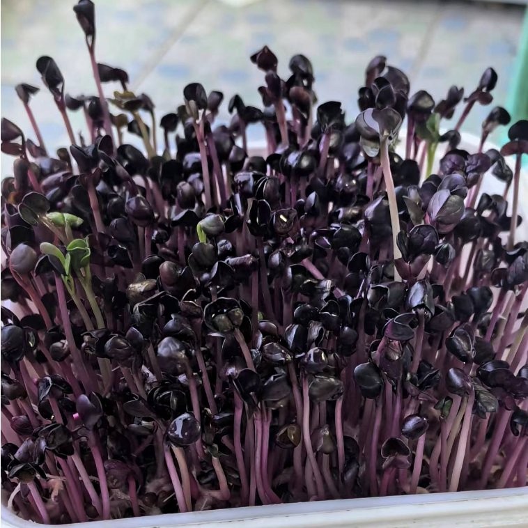 Naturix Purple Radish Seeds Microgreen Seeds for Growing