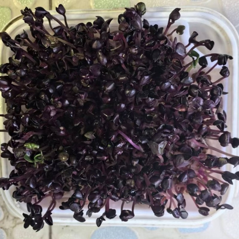 Naturix Purple Radish Seeds Microgreen Seeds for Growing