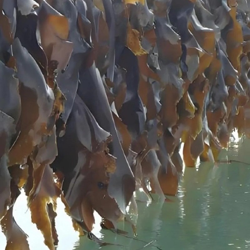 Seaweed Producut Type Dried Kelp Sheet SPA Treatments