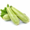 Jade No. 3 Early Mature Smooth Green Skin Squash Seeds