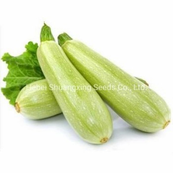 Jade No. 3 Early Mature Smooth Green Skin Squash Seeds