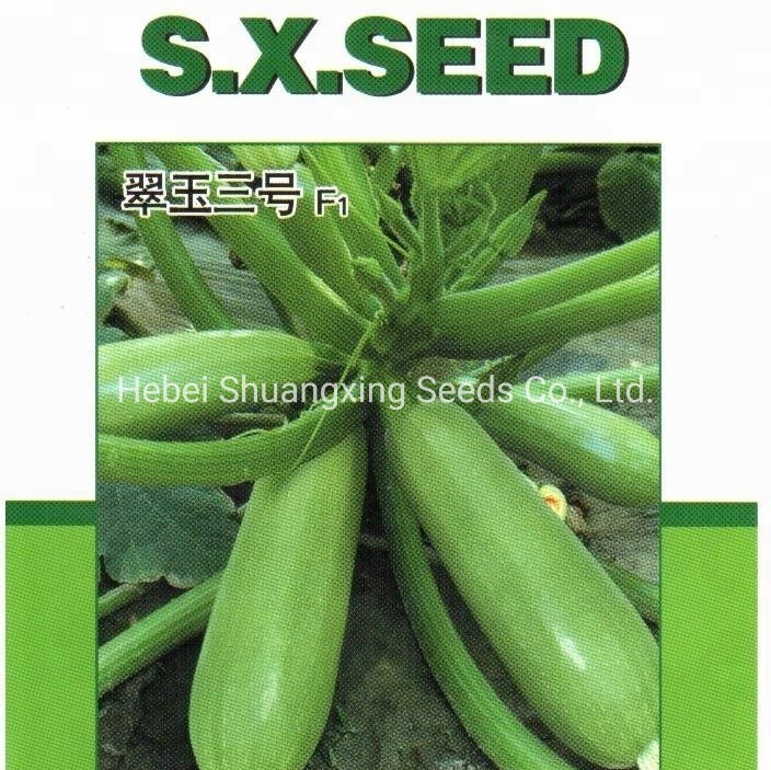 Jade No. 3 Early Mature Smooth Green Skin Squash Seeds