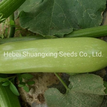 Jade No. 3 Early Mature Smooth Green Skin Squash Seeds