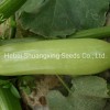 Jade No. 3 Early Mature Smooth Green Skin Squash Seeds