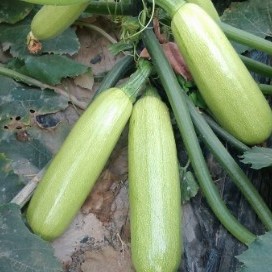 Jade No. 3 Early Mature Smooth Green Skin Squash Seeds